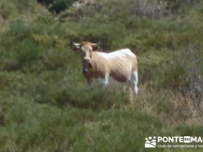 Pinar de Canencia y Mina de Plata del Indiano; excursiones organizadas desde madrid; trekking materi